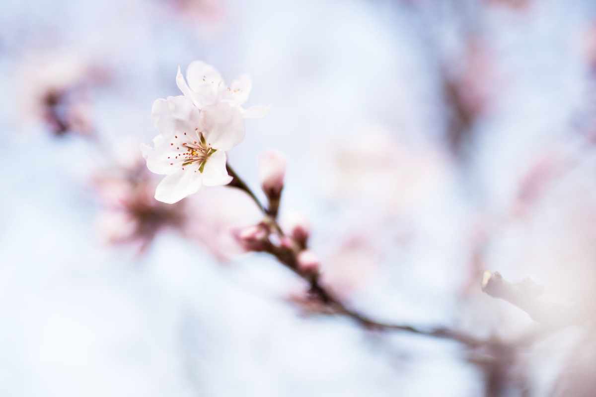 Frühling in Südtirol – Lana Region
